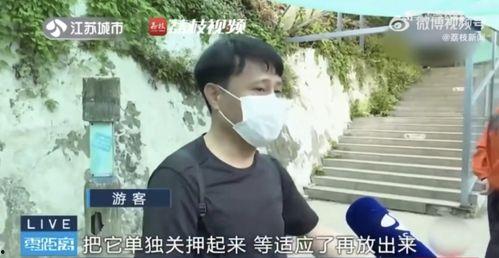 网红集体吃瓜视频,揭秘娱乐圈幕后真相